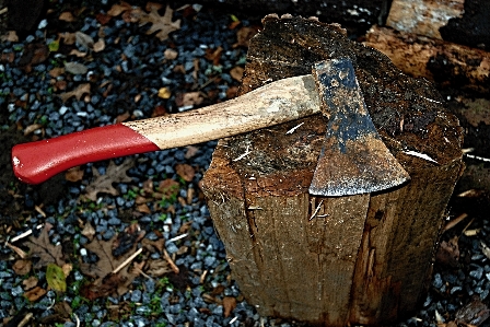 Tree branch wood tool Photo