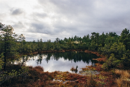 風景 木 水 自然 写真