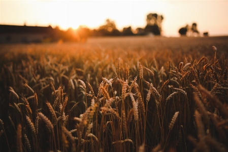 Nature grass plant sunrise Photo