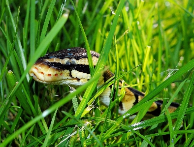 Grass lawn meadow wildlife Photo