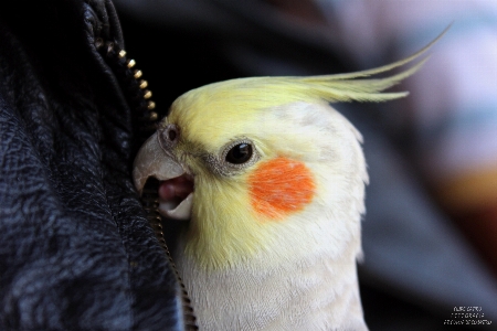 Bird wing beak fauna Photo