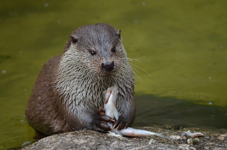 野生動物 食べ物 哺乳類 食べる 写真