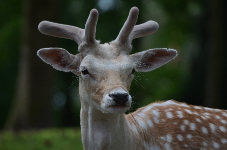 Wildlife deer mammal fauna Photo