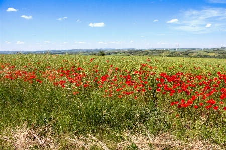 Landscape grass plant sky Photo