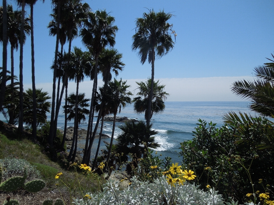 Playa mar costa árbol