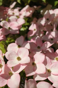 Tree branch blossom plant Photo