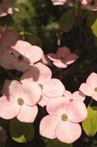 Tree blossom plant sunshine Photo