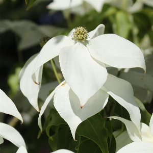 Tree blossom plant sunshine Photo