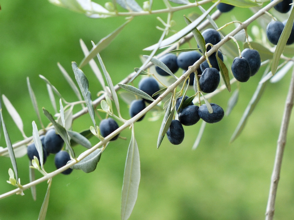 Baum zweig anlage frucht