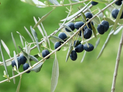 Tree branch plant fruit Photo