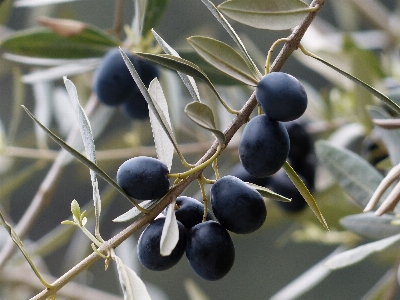 Branch plant fruit flower Photo