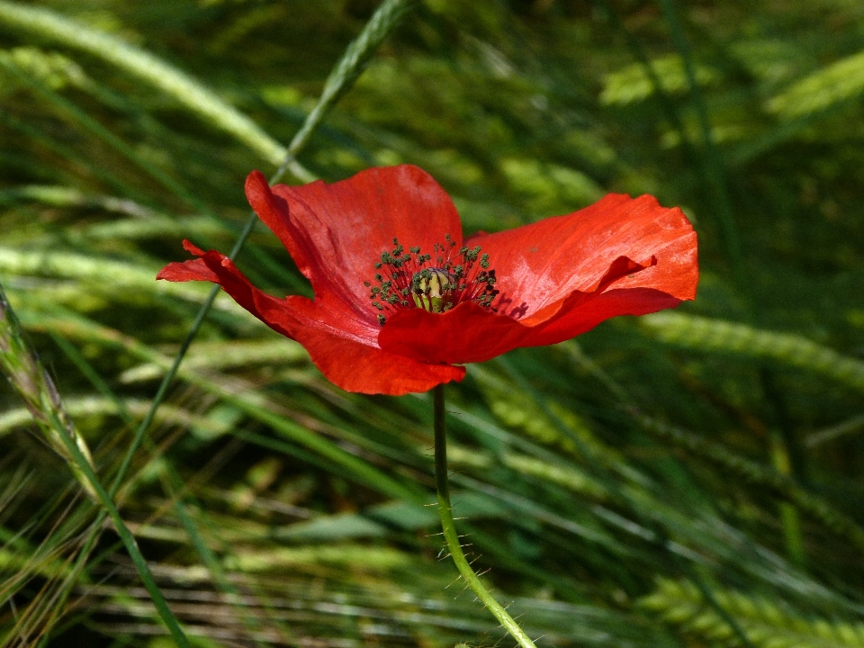 Natura erba pianta prato
