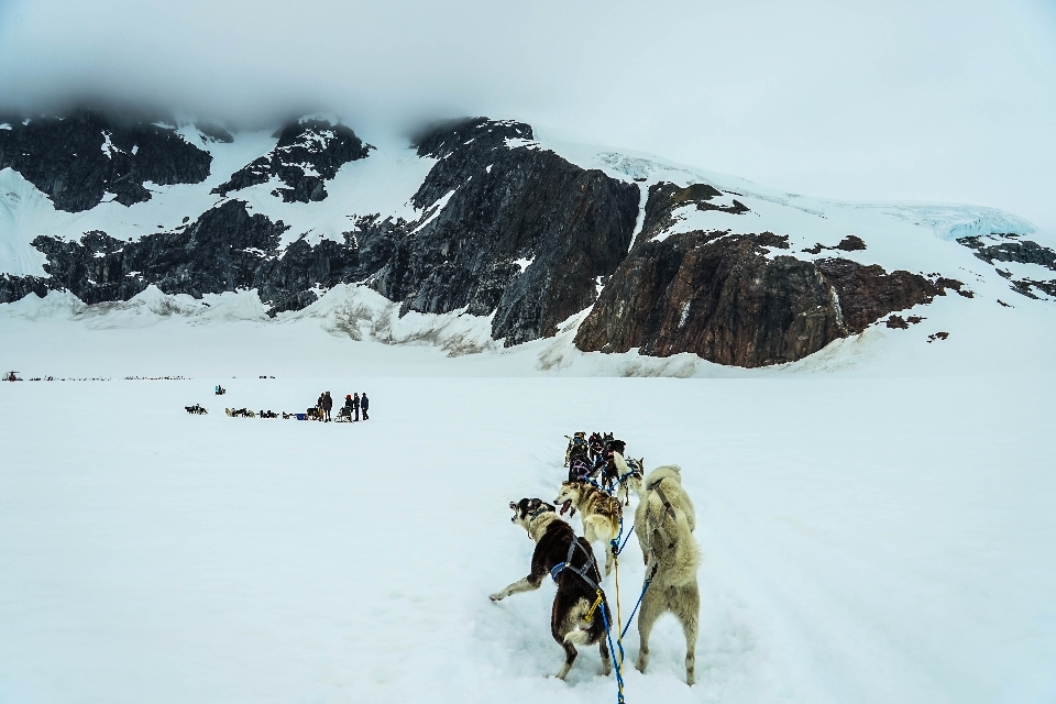 Montagne neige hiver chien