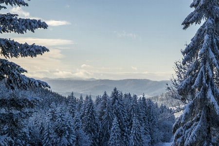 Landscape tree nature forest Photo