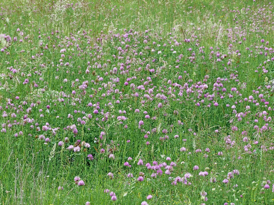 Landscape nature grass plant