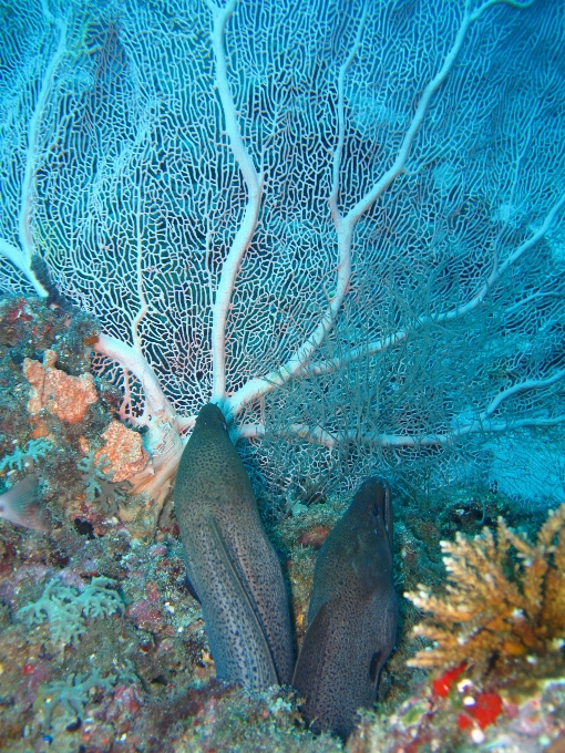 Laut bawah air biologi ikan