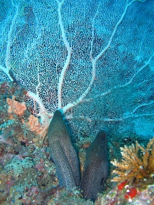 Sea underwater biology fish Photo