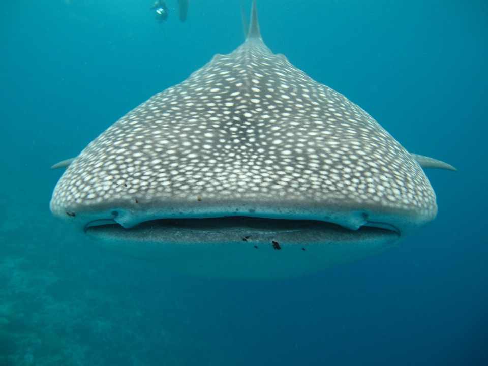 Laut bawah air biologi ikan