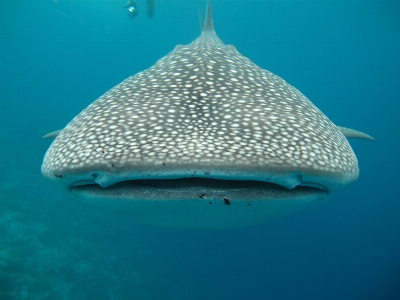 Foto Mar embaixo da agua biologia peixe