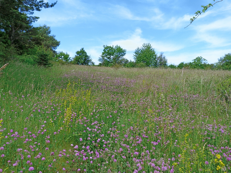 Paysage nature herbe usine