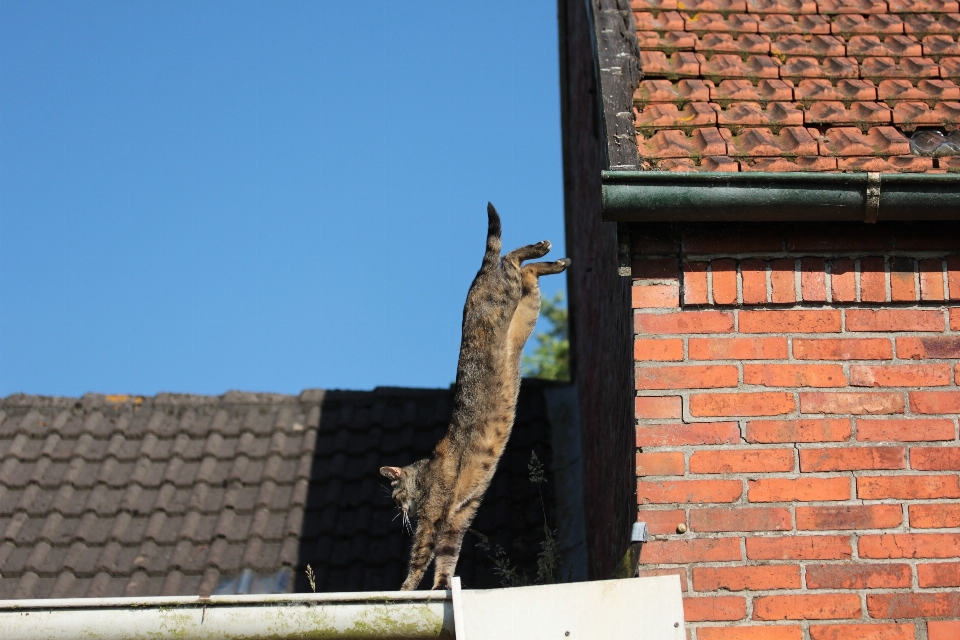 Tetto animale parete salto