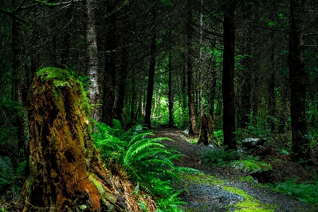 Landscape tree nature forest Photo