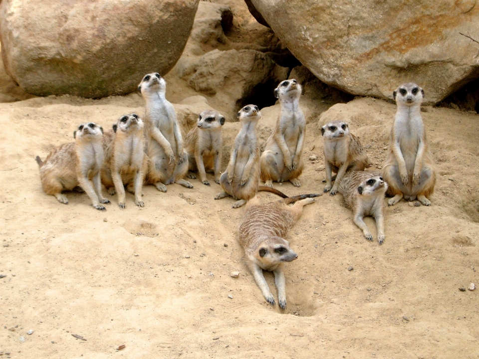 Betrachten sand wüste tier