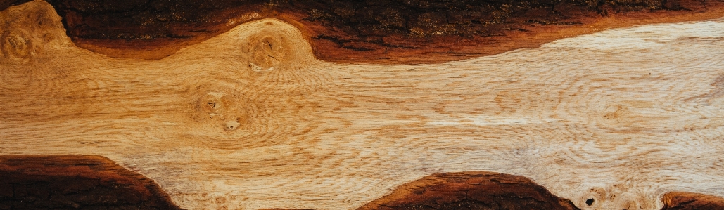 Tree rock wood grain Photo