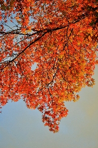 Foto Albero ramo pianta luce del sole