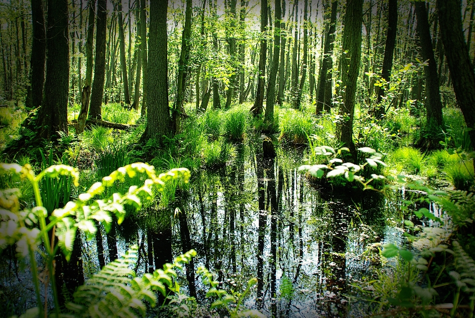 árvore natureza floresta região selvagem
