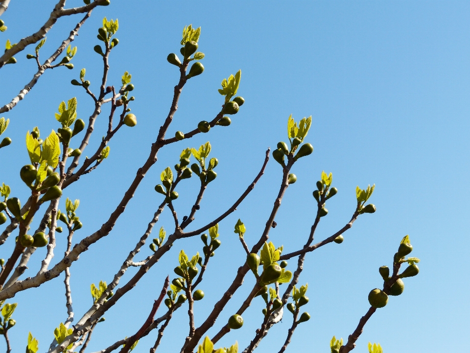 Arbre nature bifurquer fleurir