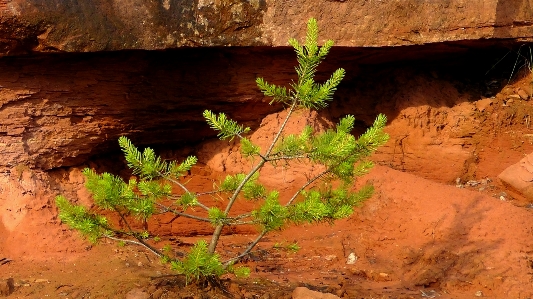 木 自然 rock 成長 写真