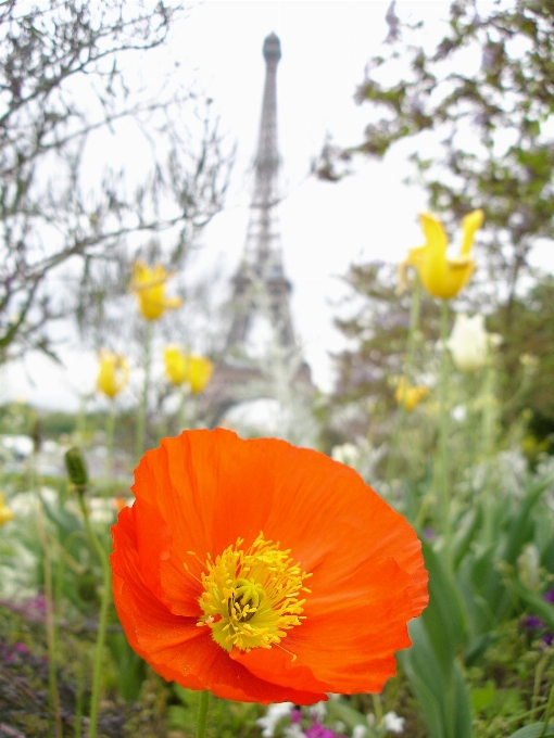 Tanaman padang rumput
 bunga menara eiffel