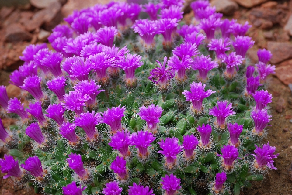 Pontiagudo cacto
 plantar flor