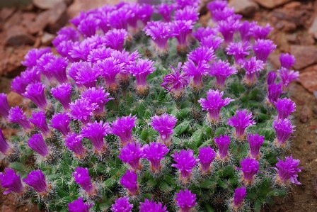 Foto Appuntito cactus
 pianta fiore