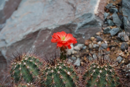 Foto Pontiagudo cacto
 plantar flor