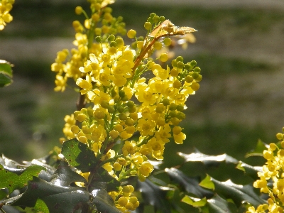 Tree blossom plant fruit Photo