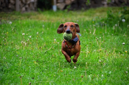 草 遊ぶ 子犬 犬 写真