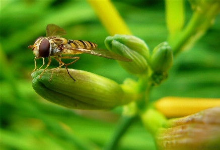 Nature blossom wing plant Photo