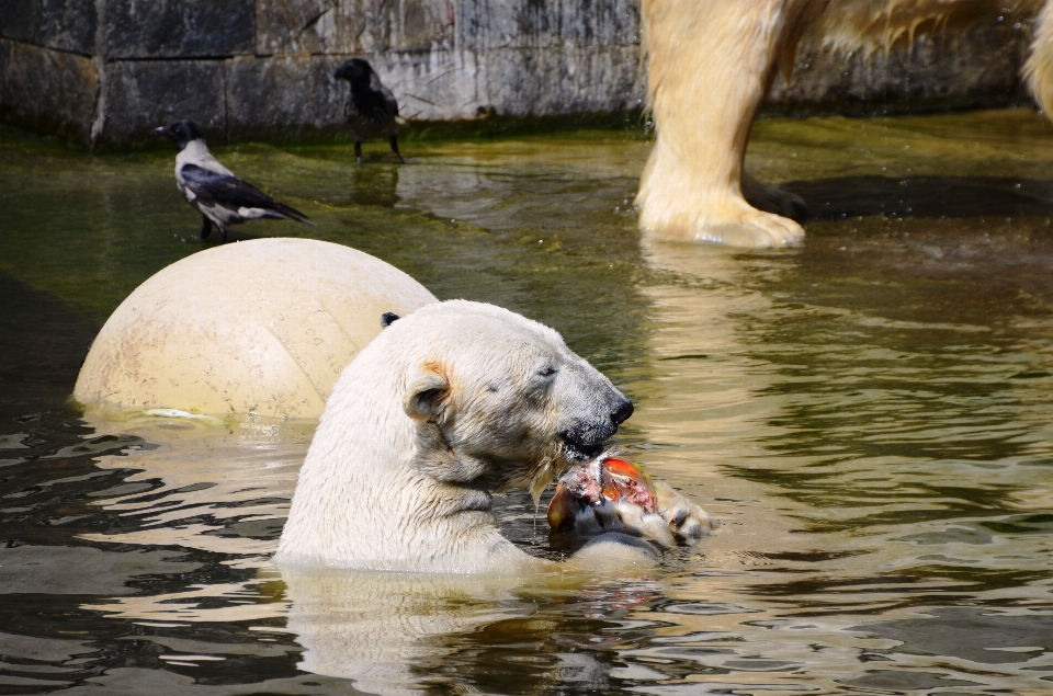 Eau ours faune nager