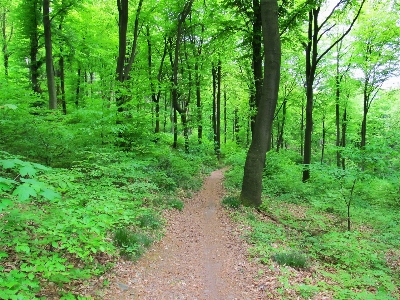 Tree nature forest wilderness Photo