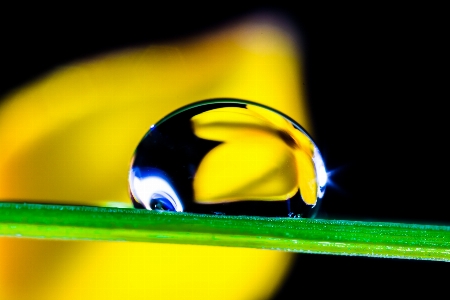 Blossom drop dew light Photo