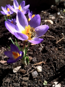 Foto Natureza florescer plantar flor