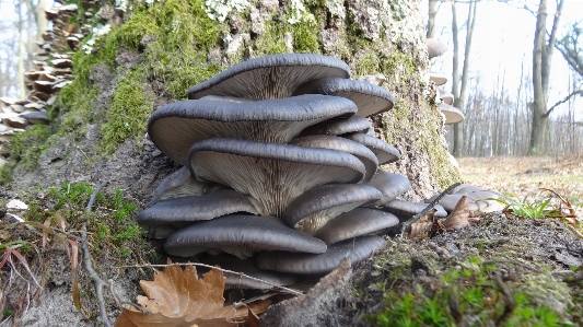 Foto árbol naturaleza bosque rock