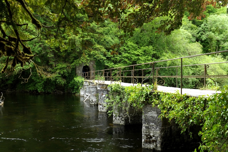 árvore água natureza floresta