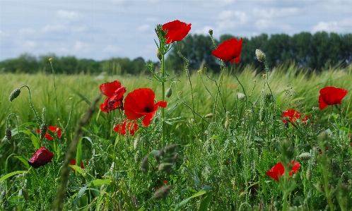 Grass plant field meadow Photo