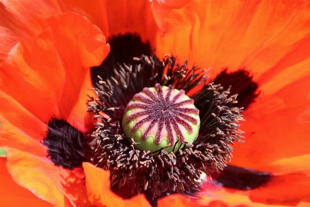 Nature blossom plant flower Photo