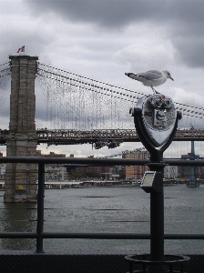 Snow new york seagull city Photo