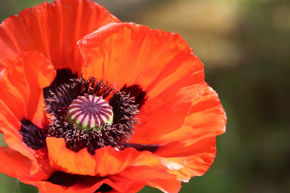 Nature fleurir usine fleur