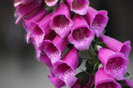 Blossom plant photography flower Photo